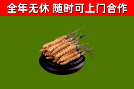 金城江区烟酒回收冬虫夏草.jpg